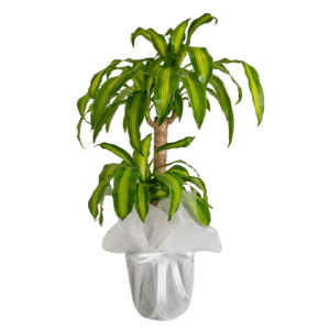 2 Köklü Massengena Bitkisi